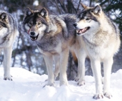 Haita de lupi filmata intr-o padure in Parcul National Piatra Craiului I VIDEO