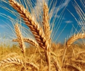 Polonia nu va mai importa deocamdată cereale din Ucraina