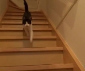 VIDEO SUPERB / Cum isi intampina o pisica stapanii dupa ce au lipsit trei zile. Clipul a devenit VIRAL pe NET