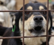 Inchisoare de pana la 7 ani pentru cei care bat sau ucid animale. O noua lege in Romania
