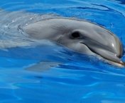 VIDEO UIMITOR! Ce fac delfinii in habitatul lor natural
