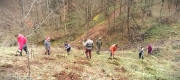 Peste 8000 de puieți forestieri de fag, gorun, frasin și paltin de munte, plantați la Ocolul Silvic Ana Lugojana 