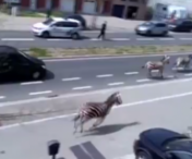 VIDEO - Trei zebre au scapat de la o ferma si s-au plimbat nestingherite printre masini