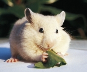VIDEO FABULOS! Iata-l pe cel mai pofticios hamster. E ADORABIL! Clipul a devenit viral pe net