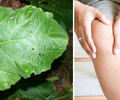 Aplica aceste frunze pe zonele dureroase si scapa de reumatism si dureri articulare – mai ieftin nu se poate