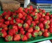 Un kilogram de căpșuni românești este mult mai mare decât cel al căpșunilor de import