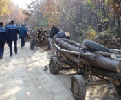Jandarmii din Timisoara au prins in flagrant hoti de lemne