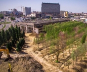 Toti cei 1.400 de arbori din viitorul parc OPENVILLE au ajuns la Timisoara. Pot fi admirati in vecinatatea ansamblului