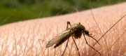 La sfârșitul lunii aprilie se stropește împotriva țânțarilor, în orașul de pe Bega