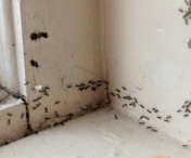 Cum scapam de furnici cu solutii naturale