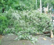 Copac cazut peste o masina, in Timisoara!