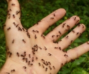 Trucuri simple care te ajuta sa scapi de furnici