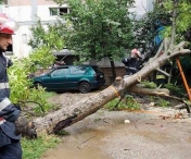 Copaci prabusiti de vantul puternic, la Timisoara si Giroc. 3 masini distruse, dupa vijelie