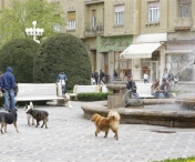 Sute de caini fara stapan, eutanasiati la Timisoara in ultimele trei luni