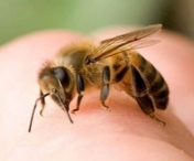 10 lucruri care va pot salva viata in cazul intepaturilor de albine