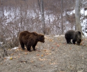 Sanctuarul de ursi de la Zarnesti, „lider mondial in domeniu”