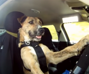 Pe o șosea din Colorado, un șofer vitezoman a încercat să convingă polițiștii că nu el era la volan, ci câinele său