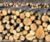 Exporturile de busteni, cherestea si lemn de foc, suspendate pana la 31 august