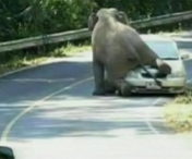 VIDEO INCREDIBIL! Un elefant in calduri zdrobeste o masina, pe strada