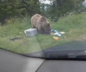 VIDEO FABULOS! Ursul flamand se ospateaza la picnic