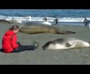 VIDEO / IMAGINI INCREDIBILE! O foca s-a apropiat pe plaja de aceasta femeie. Ce a urmat este de neimaginat