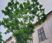 A înverzit stejarul plantat în Piața Libertății, acum un an