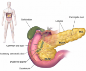 10 lucruri despre pancreas pe care trebuie sa le stii