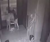 Momentul cand o mama isi izbeste propriul copil, într-un hotel din Timișoara - VIDEO