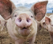Focar de pesta porcina africana confirmat în Timiș. Mistreti gasiti morti in padure