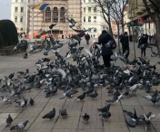 Este oficial! În Timișoara s-a interzis hrănirea porumbeilor