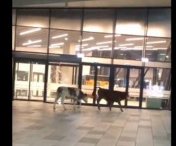 Două vaci au intrat pe pista Aeroportului din Timișoara - VIDEO