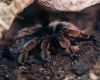 Weekend-ul copiilor, la Iulius Town: Expoziție educativă de Tarantule și reptile vii și Teatru de Păpuși