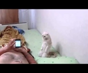 VIDEO FABULOS! Viral pe youtube! Pisica care sta drepti la imnul national