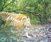 Lei, tigri si un jaguar au evadat dintr-o gradina zoologica! Oamenii sunt sfatuiti sa ramana in case