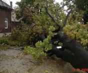 Trei dintr-o cazatura. Trei masini distruse de un copac, in  complexul studentesc din Timisoara