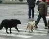 Primăria Timișoara derulează în continuare campania de sterilizare gratuită a câinilor