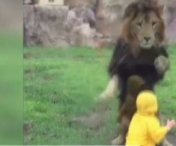 VIDEO - Un leu s-a napustit spre un copilas, la o gradina zoologica din Japonia. Ce s-a intamplat, insa, in secunda urmatoare