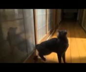 VIDEO / INCREDIBIL! Pisica mitraliera: Nimeni nu i-a crezut cand spuneau cum sunt treziti dimineata… pana cand au instalat o camera