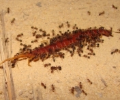 VIDEO - Sapte metode geniale care va scapa de furnici cand sunteti la iarba verde