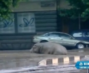 INUNDATIILE din Tbilisi: Directorul gradinii zoologice cere autoritatilor sa nu ucida animalele gasite pe strazi (VIDEO)