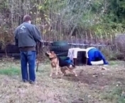 VIDEO - Cum isi arata recunostinta un caine care a fost eliberat din lant de un strain