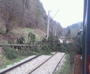 Copaci cazuti peste calea ferata. Traficul feroviar este blocat