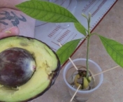  Metoda prin care poti creste un avocado dintr-un simplu sambure - VIDEO