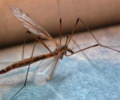 În perioada 1-14 iulie, în Timișoara va începe o nouă campanie de deratizare și dezinsecție