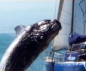 VIDEO SOCANT! Atacati de o balena in timpul unei plimbari cu iahtul