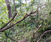 DEZASTRU la Arad: Mii de arbori au fost rupti in Padurea Ceala, zona protejata, in urma furtunii de vineri seara