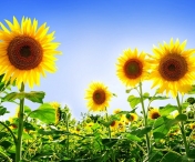 Cum va fi vremea în România în următoarea lună