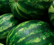 Festivalului Pepenilor, la Timișoara, în lunile iulie și august