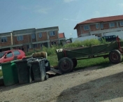 Animale de fermă crescute ilegal în Timișoara, descoperite de polițiștii locali