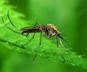 Cum poti tine tantarii la distanta: solutii eficiente care te scapa de insecte